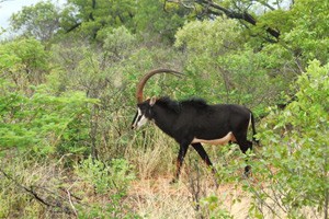 La palanca negra, l'antilope symbole du pays