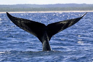 Les baleines sont visibles de juin à septembre