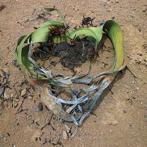 Welwitschia mirabilis qui n'existe que dans le desert de Namibe