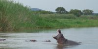 Hippopotames à Waku Kongo