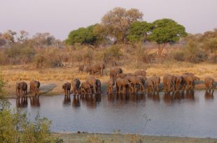 botswana elephants